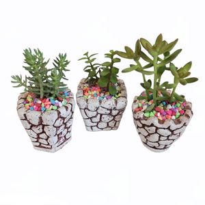 گیاه طبیعی خانواده ساکولنت کد 246 مجموعه 3 عددی